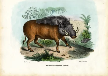Vortesvin, 1863-79